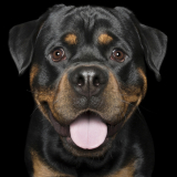 Rottie