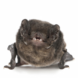 Stanley The Smiling Bat