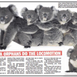 Koalas Sunday Times