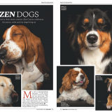 The Lady magazine Zen Dogsa