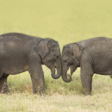 Baby Ellies