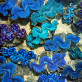 Blue Clams