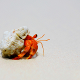 Crab