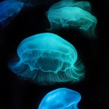 Jellies