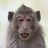 Macaque Grin