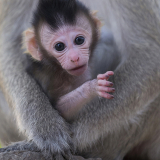 Macaque