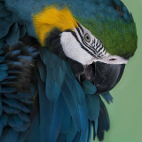 Macaw