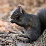 NYC Squirrel