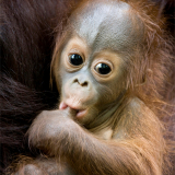 Orangutan Baby