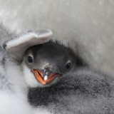 Penguin Chick