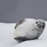 Seal