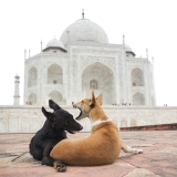 Taj Mahal Dogs