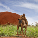 Uluru Dog