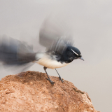 Wagtail