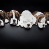 Boxer babies taken for Benfelds Boxers