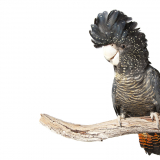 Card D Version 1 Landscape