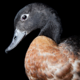 Daisy duck ed