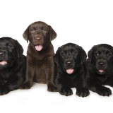 Guide dog puppies