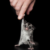 IMG_5864ed sugar glider