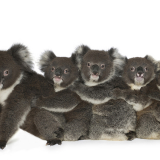 Koala Train