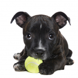 Penny the staffy puppy and her ball