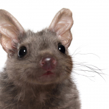 Quoll