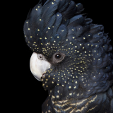 Red tailed blkack cockatoo female