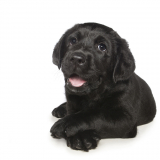 guide dog puppy