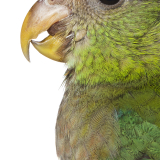 red capped parrot